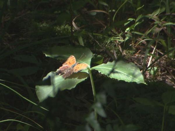 Cary's Hemlock Bluffs Nature Preserve closed next week