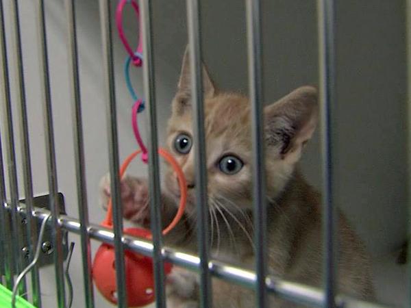Wake County animal shelter expands 