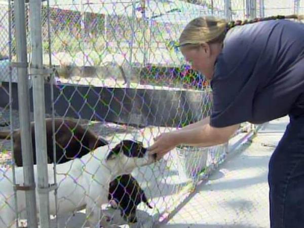 07/06: Animal shelter faces state deadline