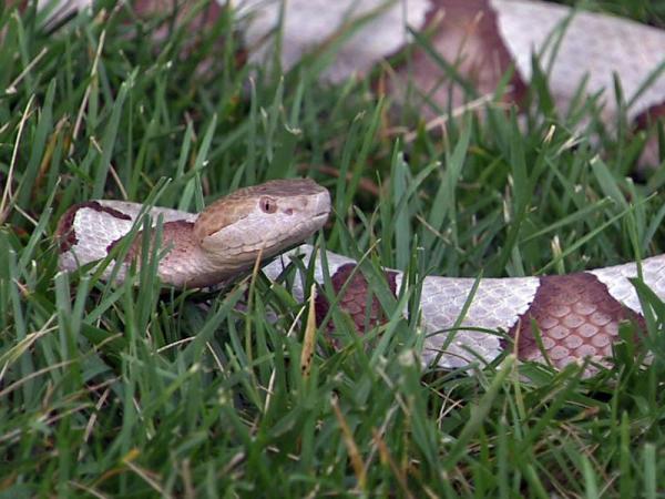 Snake bites common in N.C.