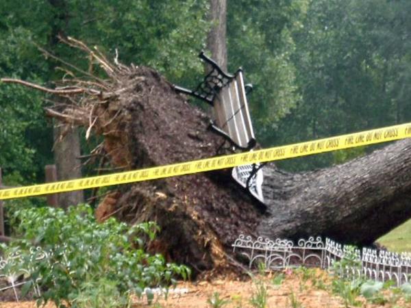 Storms down trees in central N.C.