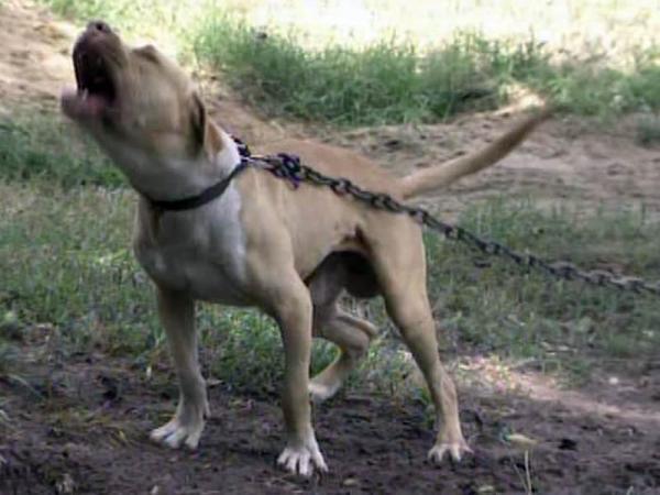 Fayetteville dog-tethering law tied up in red tape