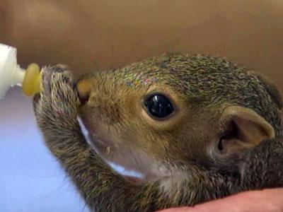Squirrel delivered to rehab by cab