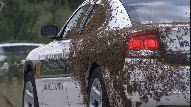 Bees swarm deputy's cruiser in Wake County