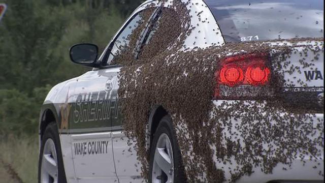 Raw: Bees swarm deputy's car