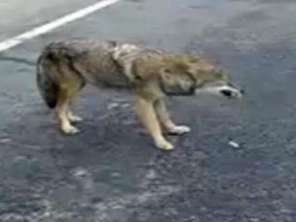 Coyotes spotted at RDU