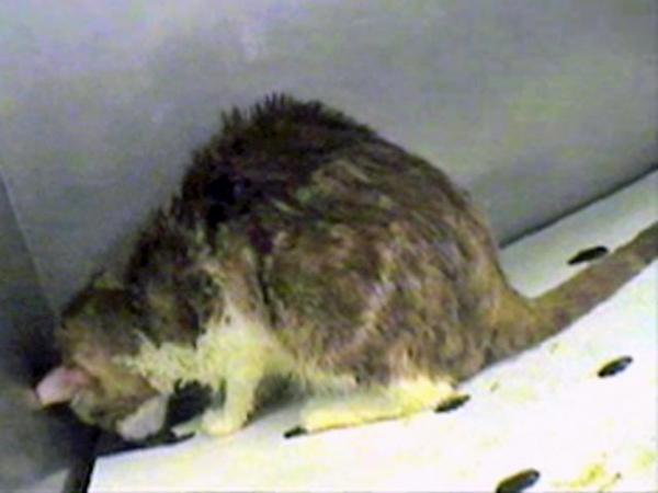 PETA sees cat, dog abuse at N.C. lab