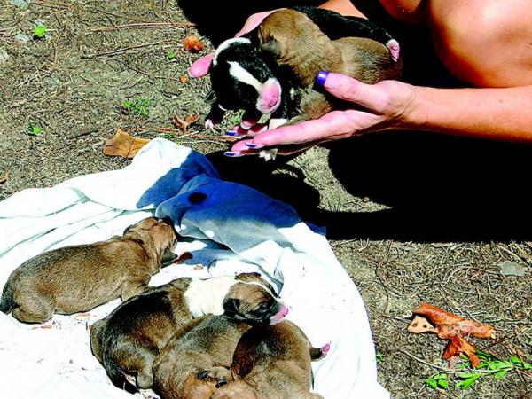 Puppies rescued from creek