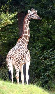 Julie, N.C. Zoo giraffe