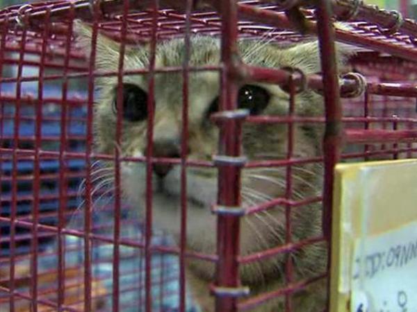 Mass animal rescue held at closed lab