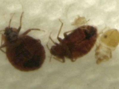 Bedbugs become household hazard