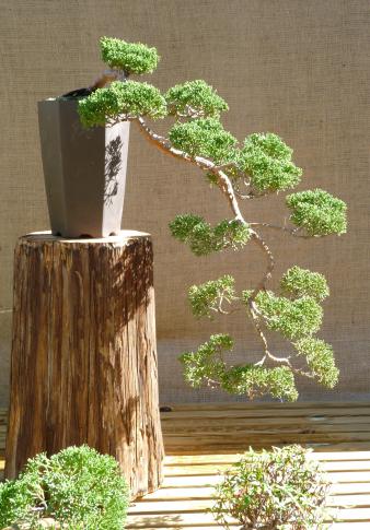 A wonderful display of bonsai