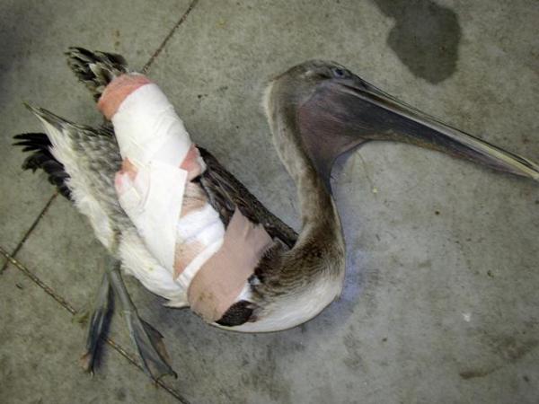 Beach investigating pelican deaths