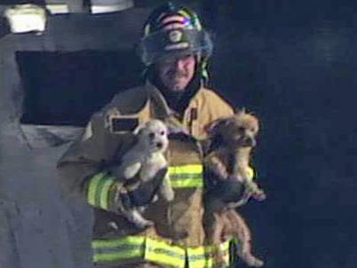 Firefighters rescue dogs from Selma breeding facility