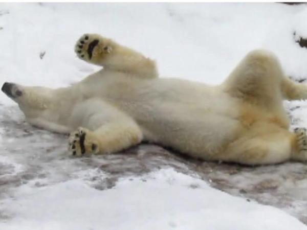 Polar bear at N.C. zoo feels right at home in snow