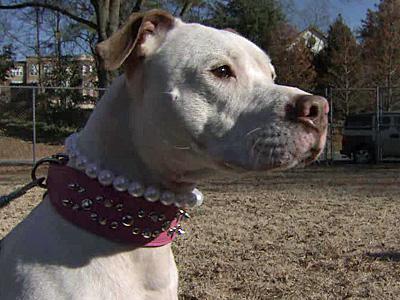 Trainer tries to change image of pit bulls