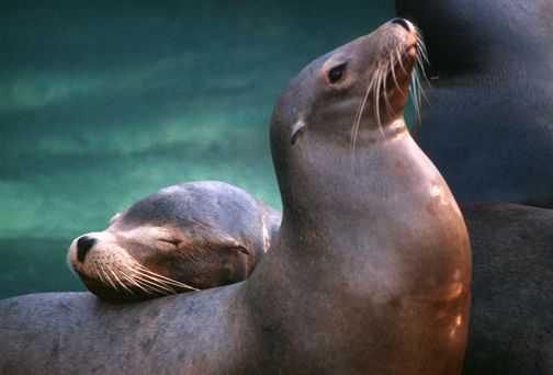 NC Zoo euthanizes sick sea lion