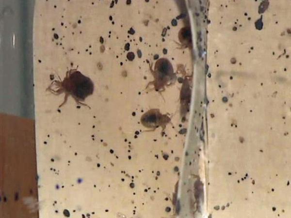 New heat treatment scorches exploding bedbug problem