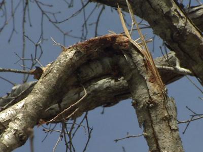 Goldsboro tree-cutting company leaves damage