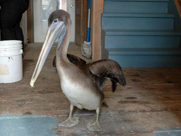Hurricane-battered pelican travels 1,500 miles to roost in NC 