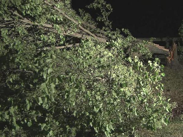 Trees down, home damaged in Johnston County 