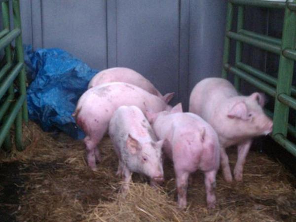 Vet calls for tighter rules to keep pigs from falling from trucks