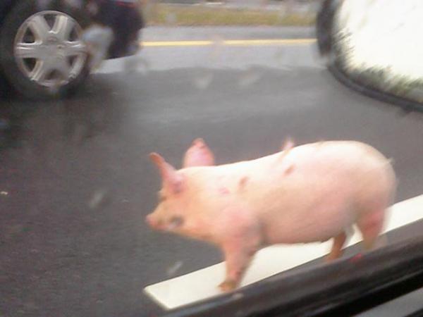 911 caller: 'There's pigs all over I-40'