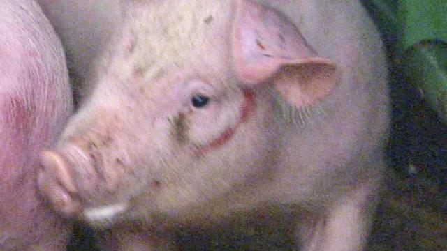 Raw: Pigs in Durham police car