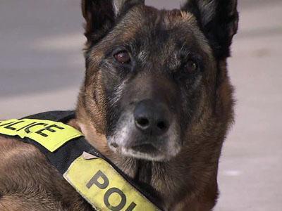 Injured Wake Forest K-9 recovering at home