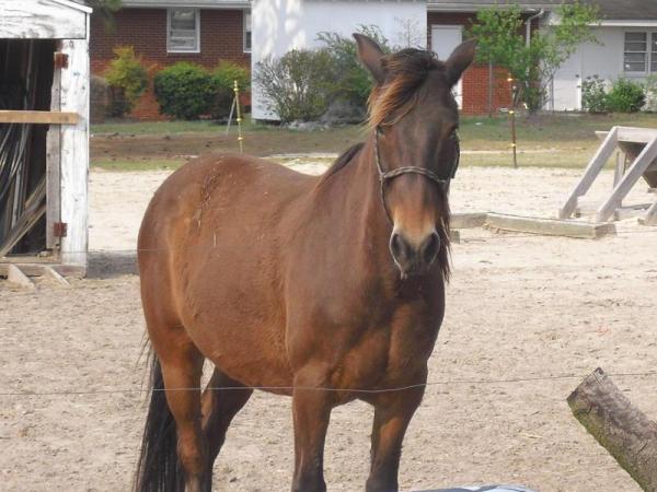 Wake family seeking horse lost in storm
