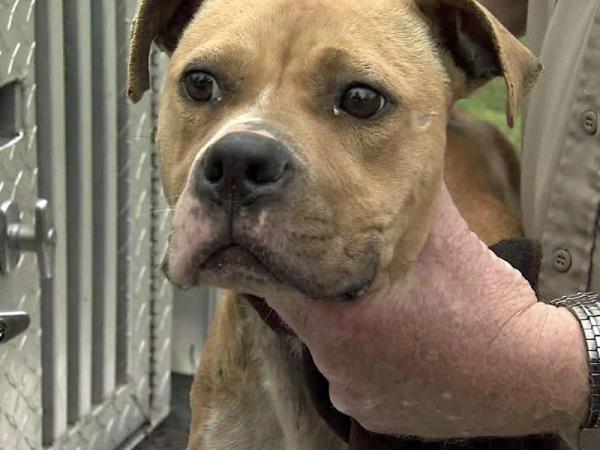 Dog rescued from debris a week after tornado