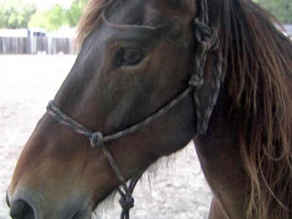 Wake family reunited with horse lost in storm