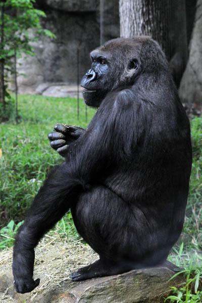 Jamani, NC Zoo gorilla