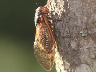'Alien buzz' kicks off cicada mating season