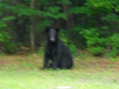 Viewer video of Garner bear