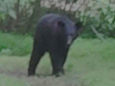 Second bear spotted in Triangle
