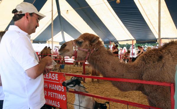 Feeding a camel at the petting zoo