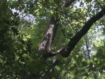 Trees in Johnston forest teach love of nature