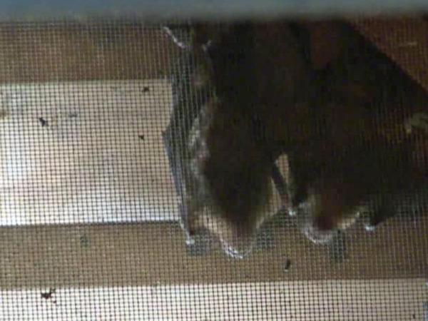 Bats make a home in Knightdale