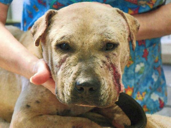 Mount Olive man to be sentenced on dog-fighting charges
