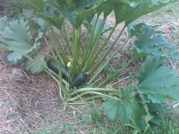 Zucchini in Faye's garden