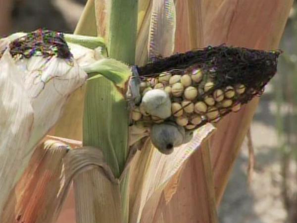 State's corn crops parched by record heat