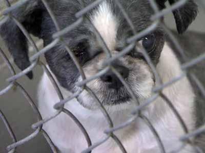 Neglected dogs find homes in Raleigh