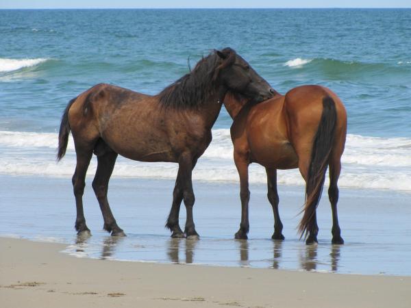 Wild horses roam the Outer Banks